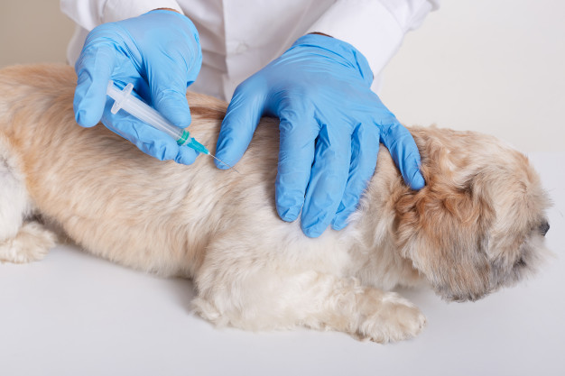 La vaccination des chiens